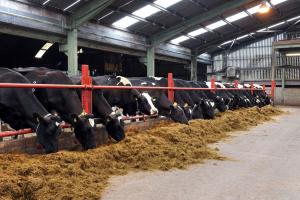 Use £PLI to identify the best available genetics when choosing dairy bulls