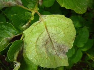 Potato blight on cv. Up-to-Date showing the pathogen (Phytophthora infestans) sporulating on the underside of a leaf.