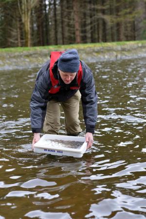 Eel Researchers introduce glass eels into Hillsborough Lake
