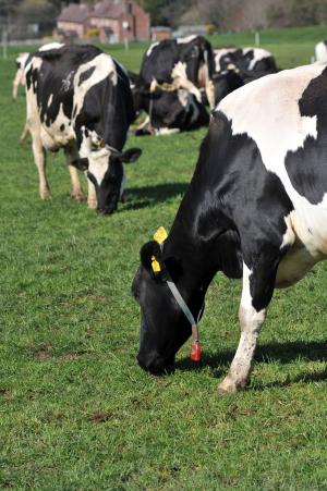 Cows at Hillsborough making full use of high quality spring grass