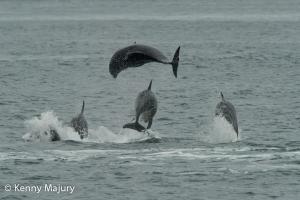 Bottlenose dolphin encounter, County Antrim.  Photo credit Kenny Majury.