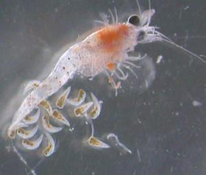 Hemimysis Anomala (image by Kevin Gallagher, AFBI) 