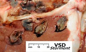 Adult flukes squeezed from the bile ducts of a chronically infected sheep