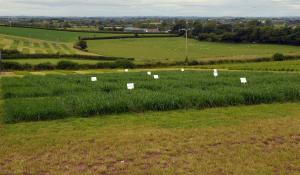 Use of AFBI grass varieties continues to increase annually