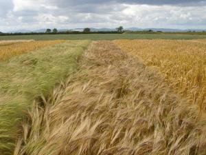 Use of AFBI grass varieties continues to increase annually
