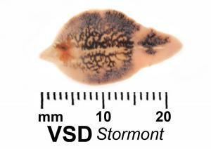 Adult fluke squeezed from the bile ducts of a chronically infected sheep.