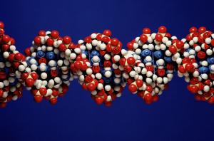 Analysing a cows DNA may help us identify cows which are more efficient.