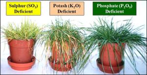 Phosphate-deficient grass is neither yellow nor brown - it is dark green