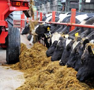 Cows were offered concentrates either as part of a Total-mixed-ration (using a mixer wagon) or on a ‘Feed-to-yield’ basis using an out-of-parlour feeder.
