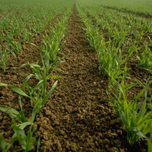 Spring Barley