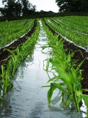 AFBI forage maize variety trials under plastic mulch