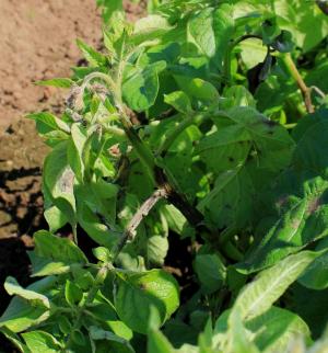 Potato blight on cv. Up-to-Date showing the pathogen (Phytophthora infestans) sporulating on the underside of a leaf