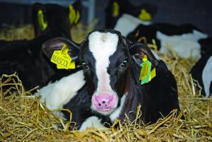Calves infected during early pregnancy which are not aborted and are born alive are persistently infected with BVDV