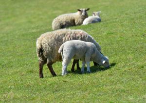 AFBI warns of potential Nematodirus infection in young lambs.