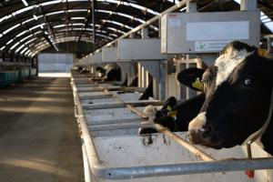 Feed intake monitoring system which allows individual cow intakes to be recorded