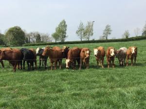 Well managed soils are key to optimising the production of high quality grass on beef farms