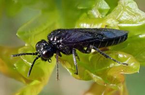Adult ash sawfly