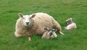 With careful planning and selection, breeding ewe lambs can represent an additional income at weaning of £70.95 per ewe.