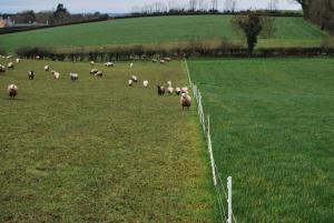 Swards were managed by either grazing with sheep in December or left un-grazed.