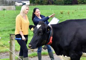 Stephanie Buijs (right) and Laura McAnally (left) assessing welfare in a herd on pasture