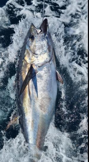 Bluefin tuna caught, tagged and released by Davy Frayne and his crew on the Torra, off the coast of Ballycastle