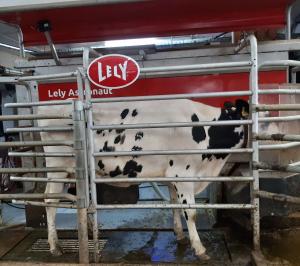 Cow being milked in the AFBI Hillsborough milking robot, with head adjacent to the robot feed station