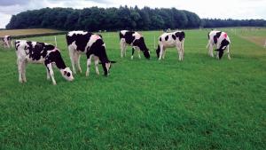 Lungworm typically affects young cattle during their first grazing season