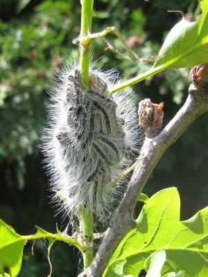 Oak processionary moth caterpillars, showing their hairs (with permission of the Oak Processionary Moth Project, Forestry Commission)