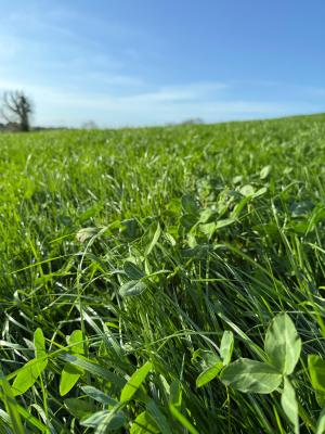 The ZeroNsile on farm research project focus primarily on red clover-based silage swards. The ZeroNsile on farm research project focus primarily on red clover-based silage swards.
