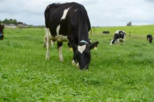 Milk productivity is enhanced by including clover in grazing swards
