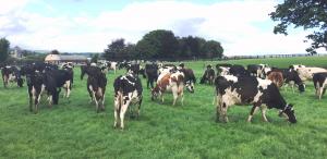Cows eagerly grazing on palatable, ‘preferred’ grass