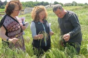 AFBI's Lisa Black (pictured far left) with Aveen McMullan and a grower in a field of winter barley with heavy brome grass infestation