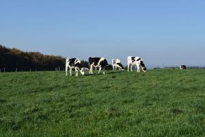 Maiden heifers grazing
