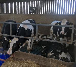 Dairy origin bulls housed on rubber covered slats