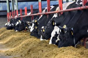 Making high quality grass silage should be a target for all dairy farmers.