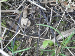 Apothecia of ash dieback on leaf litter.