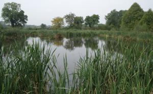 Constructed wetland at CAFRE Greenmount