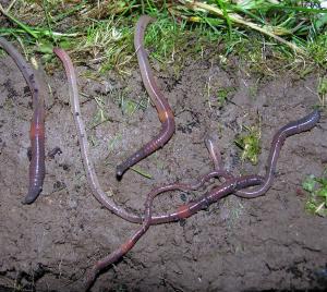 Worms in a healthy patch of soil at AFBI