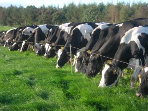 Agri-Food and Biosciences Institute launched its 2020 strategy today
