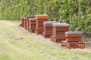 Honey bee hives at AFBI Loughgall