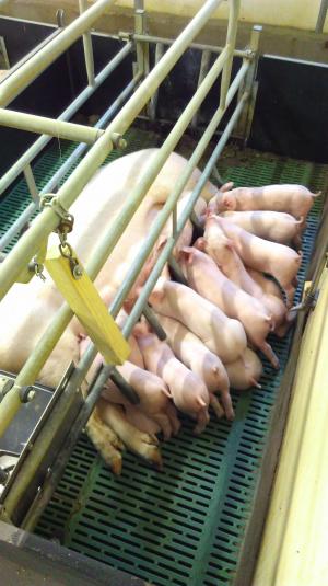 The modern sow is not only capable of giving birth to large litters, she is also capable of rearing large litters to good wean weights when provided with the right nutrition and when feed intake is high. 