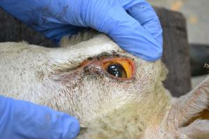 Jaundice of the sclera and conjunctiva in a sheep with chronic copper poisoning