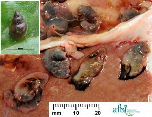 The snail host for Liver Fluke and Rumen Fluke, namely Galba truncatula.