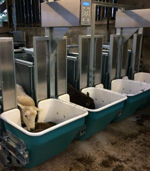 Sheep are given access to forage feed boxes and their intake is recorded automatically using their EID tag