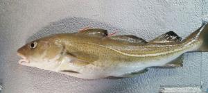 An Irish Sea cod tagged at the front and the back of the first dorsal fin