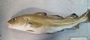 An Irish Sea cod tagged at the front and the back of the first dorsal fin