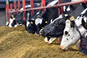 Winter feeding research at AFBI Hillsborough identifies improved management strategies