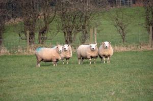 In autumn, it is important that flock owners are aware of the risk of acute fluke infection in sheep grazing permanently damp pasture where the snail intermediate host is breeding and shedding the infective larvae of the parasite.