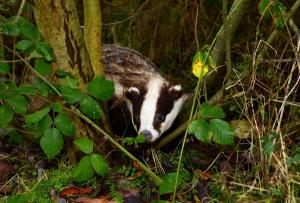 Recent research led by Dr Andrew Byrne of AFBI has shed new light on how badgers can exhibit different movement behaviours across a single pasture-dominated landscape. These results may also affect interpretation of previous TB badger culling trials.