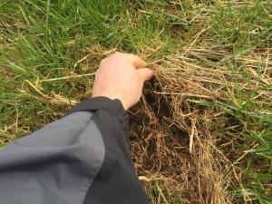 Poor quality dead material at the base of over-wintered swards